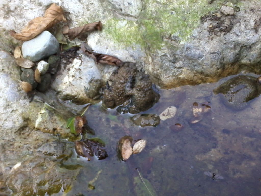 Finalmente Ululoni (Bombina pachypus)